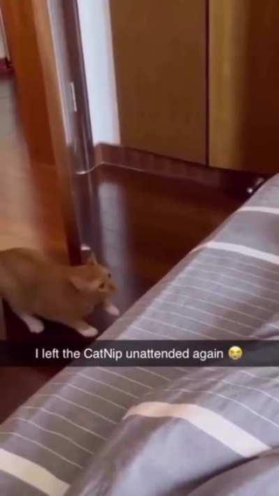 We left out the catnip again