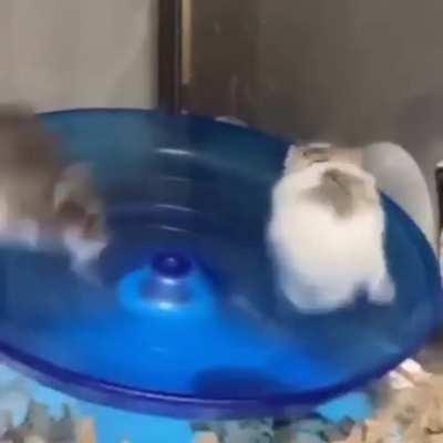 Hamster Raumfahrtprogramm