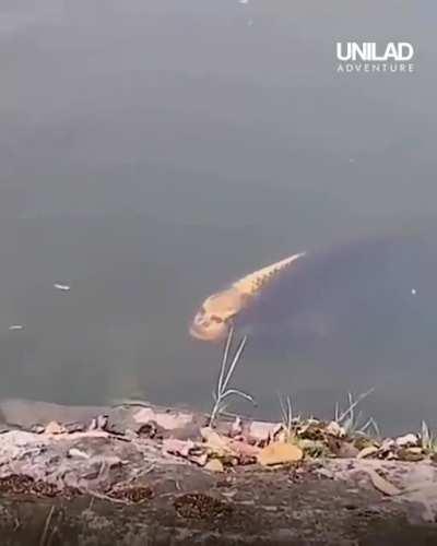 Fish with a human face 