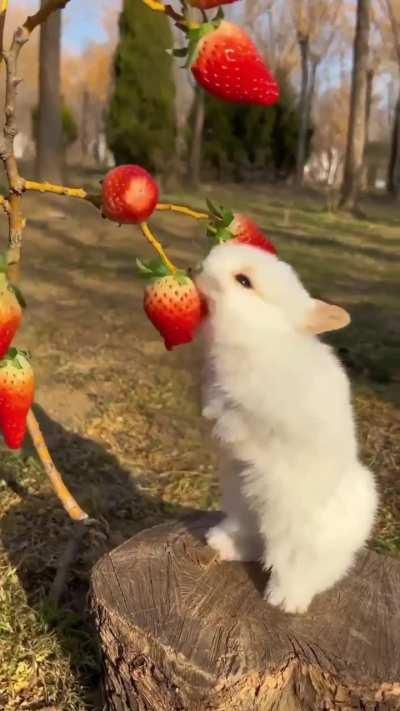 he really likes strawberries