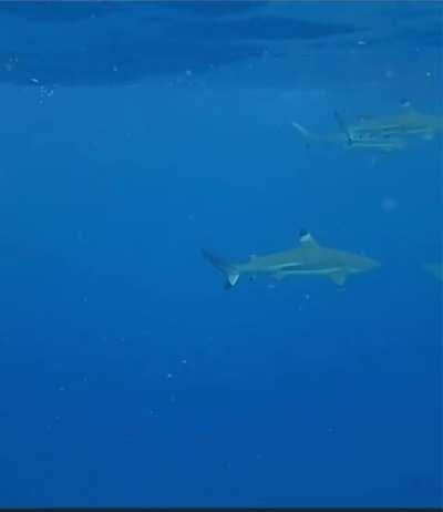 Evaluna 🔥😈🤤😳🥵