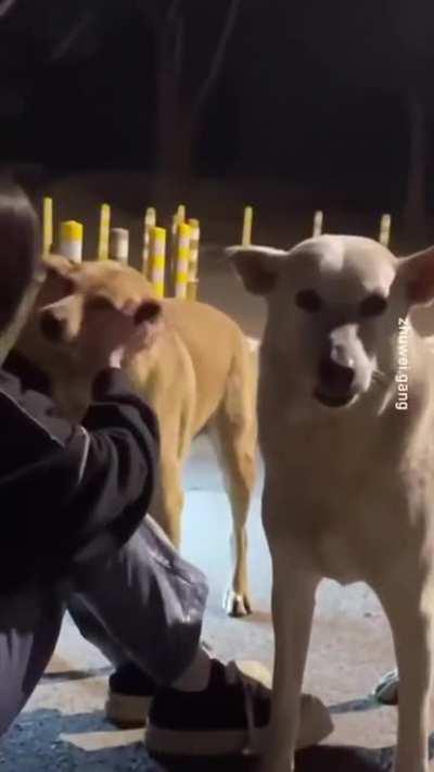 Drunk Chinese Girl & Stray Dogs