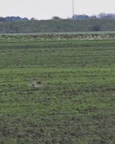 Rabbit narrowly escapes being caught by avian predator