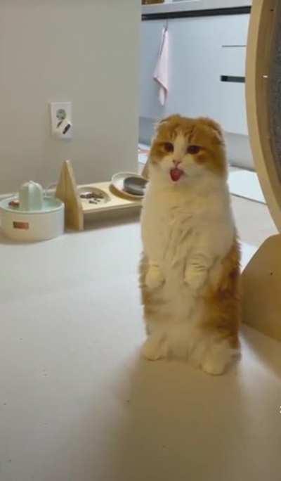 Cat.