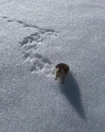 A lemming in Norway informing a skier that 'this area is private property'.