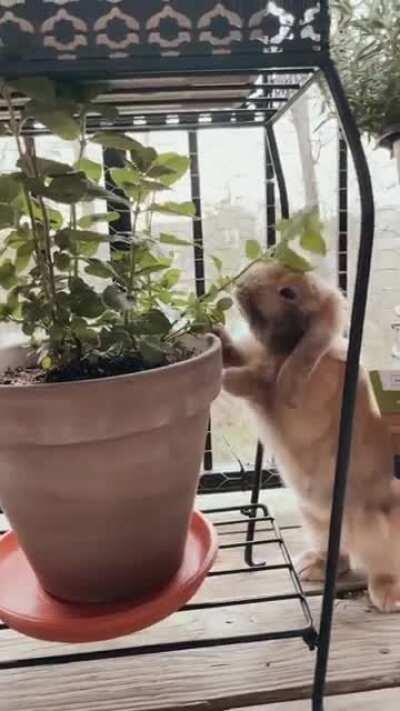 My little guy Hershey enjoying some basil 🌿