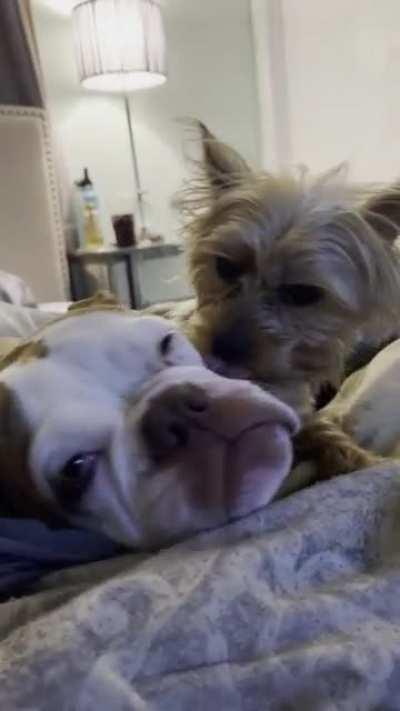Every AM & PM my Yorkie cleans his sister’s face / wrinkles