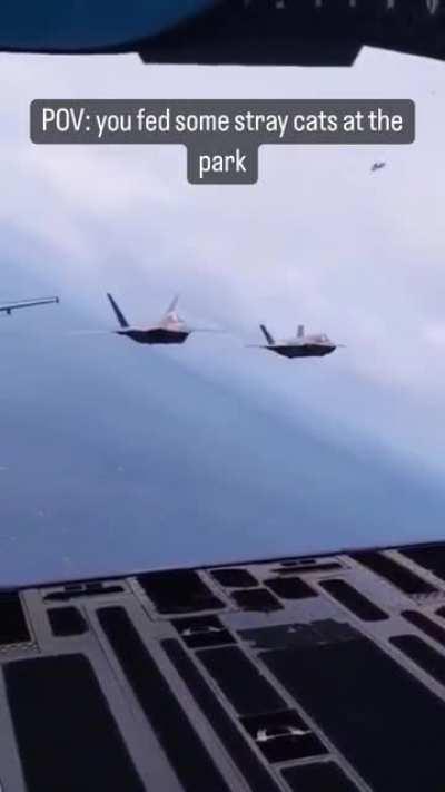 Wish the cats i feed were this cool