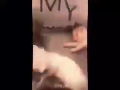 weakest patriotic turkish kedis ðªðªðª