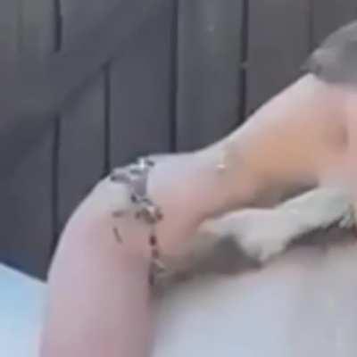 Anya Taylor-Joy getting real comfortable on a horse