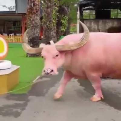 Beautiful pink-skinned (not albino) water buffalo (carabao) in the Philippines.
