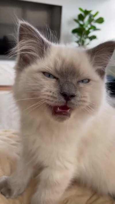 This is my 4 month old Kitten Indigo ☺️ she often cries and purrs at the same time, anyone else’s Raggie send out mixed messages like this?!