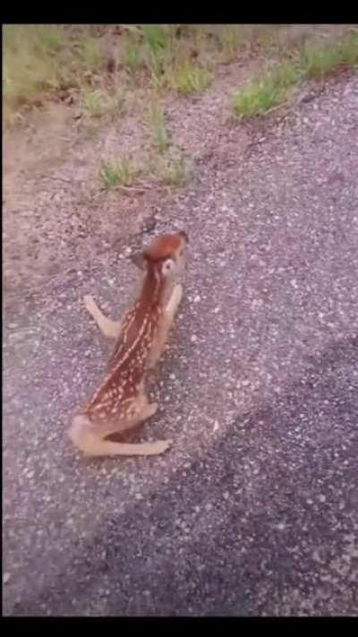 Helping some baby deer across the road