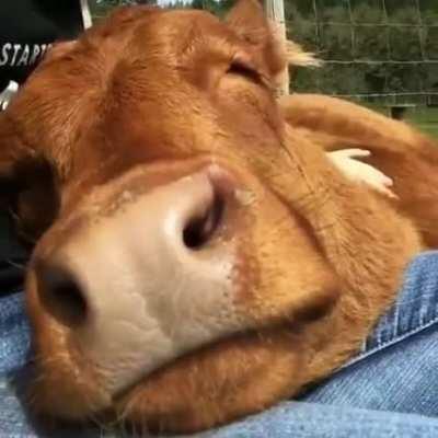 Is my apartment to small to get a cow?