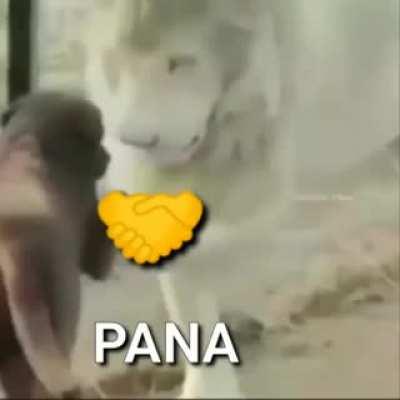Pana😎