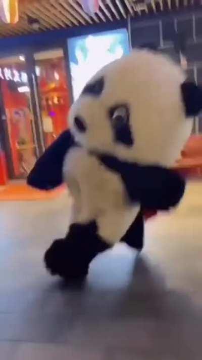 A panda bear walking the dog