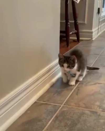 When kitten thinks he's rabbit too.