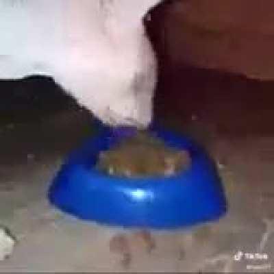 Bingus enjoying his meal