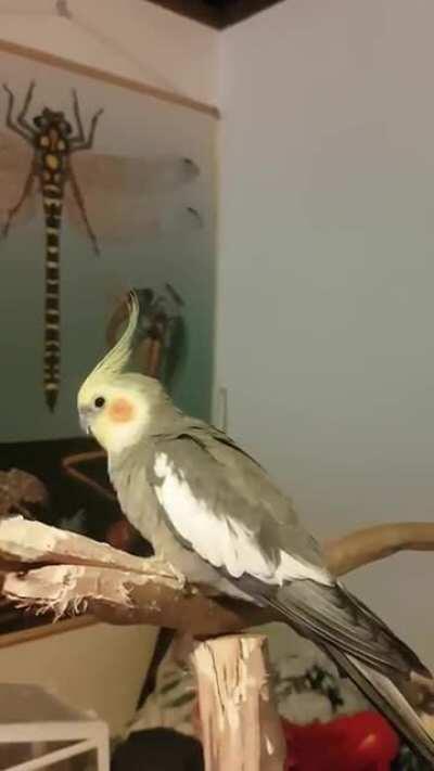 Dancing Darl, partying on with a cover of Blinding Lights by Friends Like These