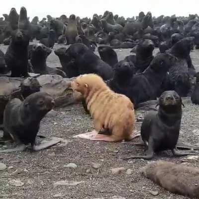 A rare ginger albino seal pup