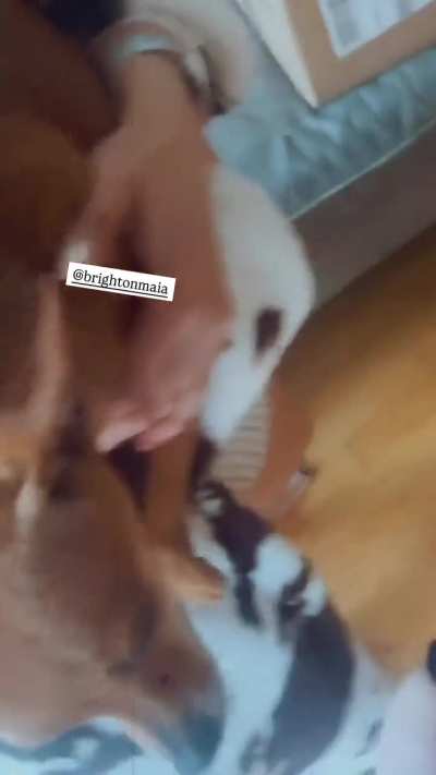 Foster Parents via IG Story 4/4/25