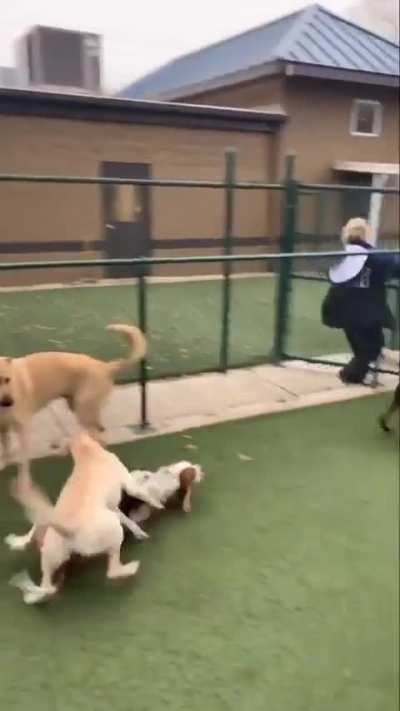 Who is in fact bamboozled?