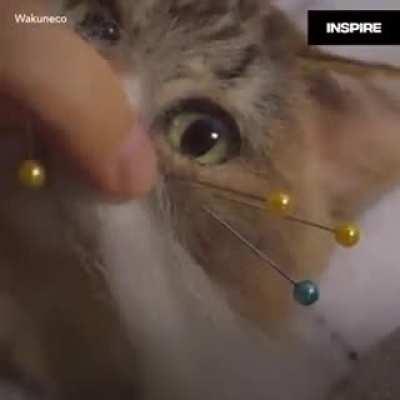 This Japanese artist brings your pet back to life!