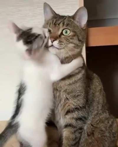 “Have a kitten they said, it'll be fun they said”