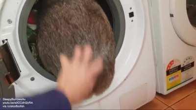 Hazel takes a tumble