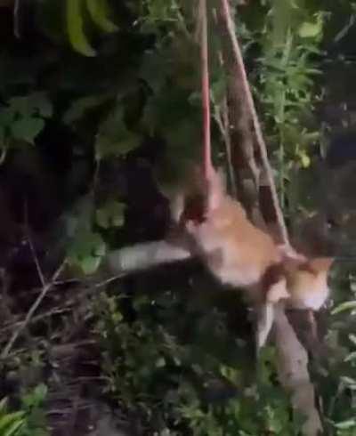 Dreamy bull caught lacking⚠️‼️☠️