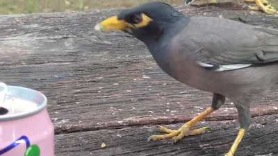 Indian birds in Tel Aviv.