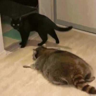 Blancan–O, the King of Landfill Pandas