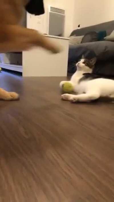 Have you seen such a sincere cat somewhere, do you have to name these two?