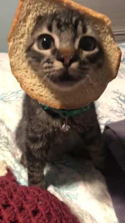 My quacking bread cat