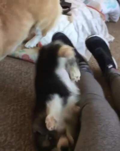 Slow motion pupper crash