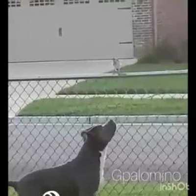 Cute dog kisses a bird