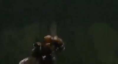 Bees mate while in flight ✈️