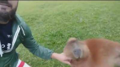 Scratch there, scratch ther---OOOOH THAT'S THE SPOT