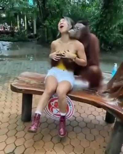 The monkey doesn't look dumb