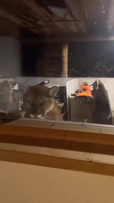 Man finds Mountain Lion eating a cat in his garage. 