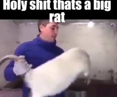 Rat