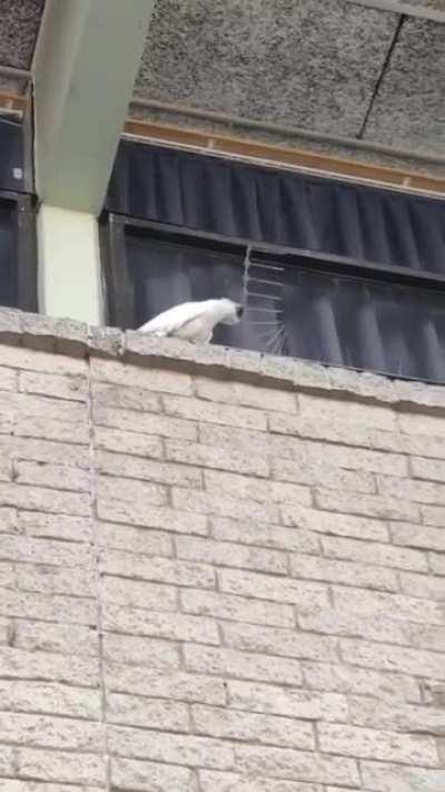 Anarchist cockatoo tears down spikes. No gods, no masters.