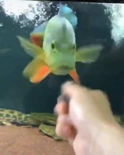 Just like a kitten...