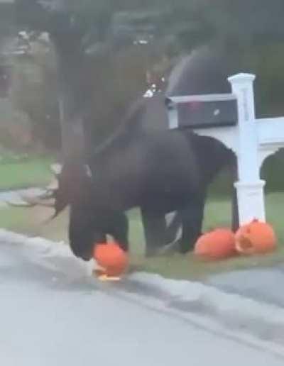 I just love Halloween