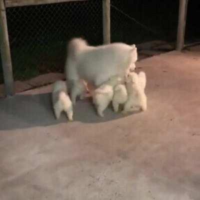 Papa dog meets his puppies for the first time