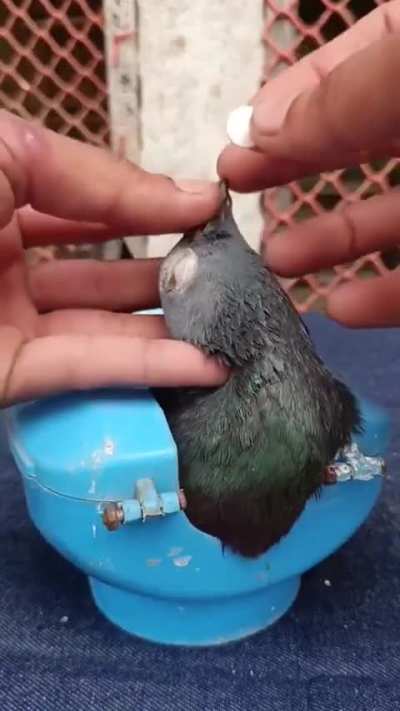 This is how you give pills to your pigeon.