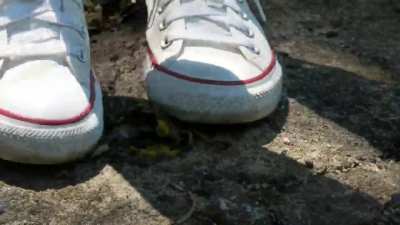 Crawdad crushed under my converse