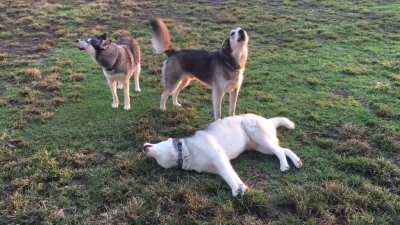 Because Cake Day and my dogs like to howl