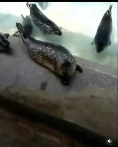 Is it me or does this seal sound like our man Tyler?