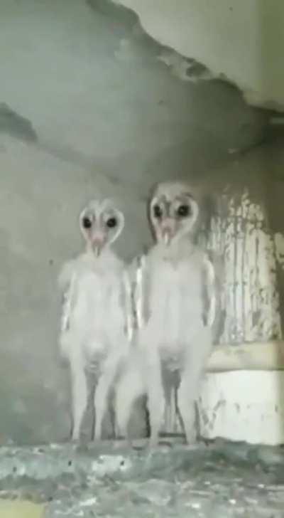 These baby owls looks like aliens